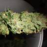 семена конопли марихуаны Auto Pineapple regular