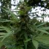 семена конопли аутдор Auto Pineapple regular