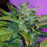 семена конопли с доставкой Auto Pineapple regular