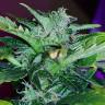 семена индийской конопли Auto Pineapple regular