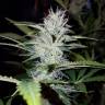 семена конопли интернет магазин Auto Pineapple regular