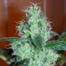 Skunk #11 feminised Dutch Passion Seeds
