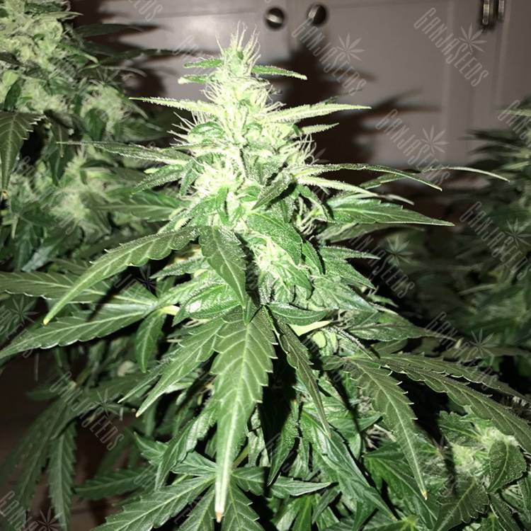 семена конопли f1 в оригинальной упаковке Lowgold regular Ganja Seeds семена конопли f1 в оригинальной упаковке Lowgold regular Ganja Seeds