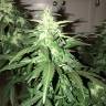 семена конопли f1 в оригинальной упаковке Lowgold regular Ganja Seeds семена конопли f1 в оригинальной упаковке Lowgold regular Ganja Seeds