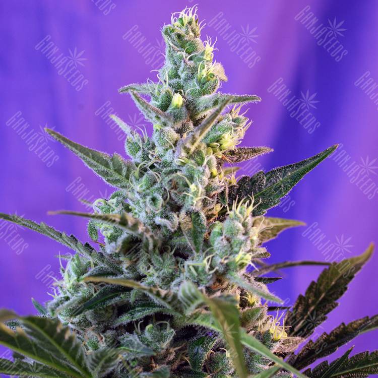 конопля семена сорта заказать Auto Sweet Skunk regular конопля семена сорта заказать Auto Sweet Skunk regular