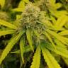 семена конопли f1 в оригинальной упаковке Black D.O.G. feminised Humboldt Seeds семена конопли f1 в оригинальной упаковке Black D.O.G. feminised Humboldt Seeds