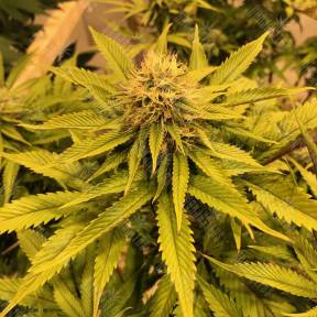 Black D.O.G. feminised Humboldt Seeds