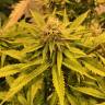 семена конопли в фирменной упаковке Black D.O.G. feminised Humboldt Seeds семена конопли в фирменной упаковке Black D.O.G. feminised Humboldt Seeds