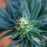 семена конопли курьером Durga Mata II CBD feminised Paradise Seeds