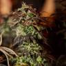 хорошие семена конопли Durga Mata II CBD feminised Paradise Seeds
