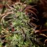 где можно заказать семена конопли Durga Mata II CBD feminised Paradise Seeds