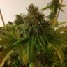 семена конопли марихуаны Painkiller XL CBD feminised Royal Queen