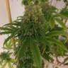 семена конопли элитных сортов Painkiller XL CBD feminised Royal Queen
