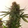 семена конопли для выращивания Painkiller XL CBD feminised Royal Queen