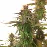 семена конопли аутдор Painkiller XL CBD feminised Royal Queen