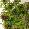 семена конопли в интернете Painkiller XL CBD feminised Royal Queen