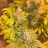 Flowerbomb Kush fem купить семена каннабиса в интернете 