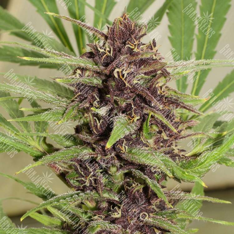 элитные семена конопли Flowerbomb Kush feminised