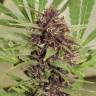 элитные семена конопли Flowerbomb Kush feminised