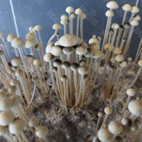 Panaeolus Nec D