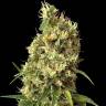 элитные семена конопли White Widow x Somango feminised элитные семена конопли White Widow x Somango feminised