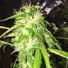 семена конопли Auto Jack x White Widow feminised
