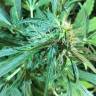 семена конопли наложенным платежом Auto Jack x White Widow feminised