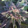 мощные семена конопли Caboose feminised Strain Hunters Seeds