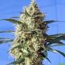 семена конопли в москве Snow Bud feminised