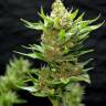 заказать семена конопли с доставкой курьером Snow Bud feminised