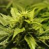 Snow Bud feminised Dutch Passion Seeds