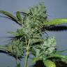 семена конопли аутдор Auto Balkhash feminised Bang Seeds