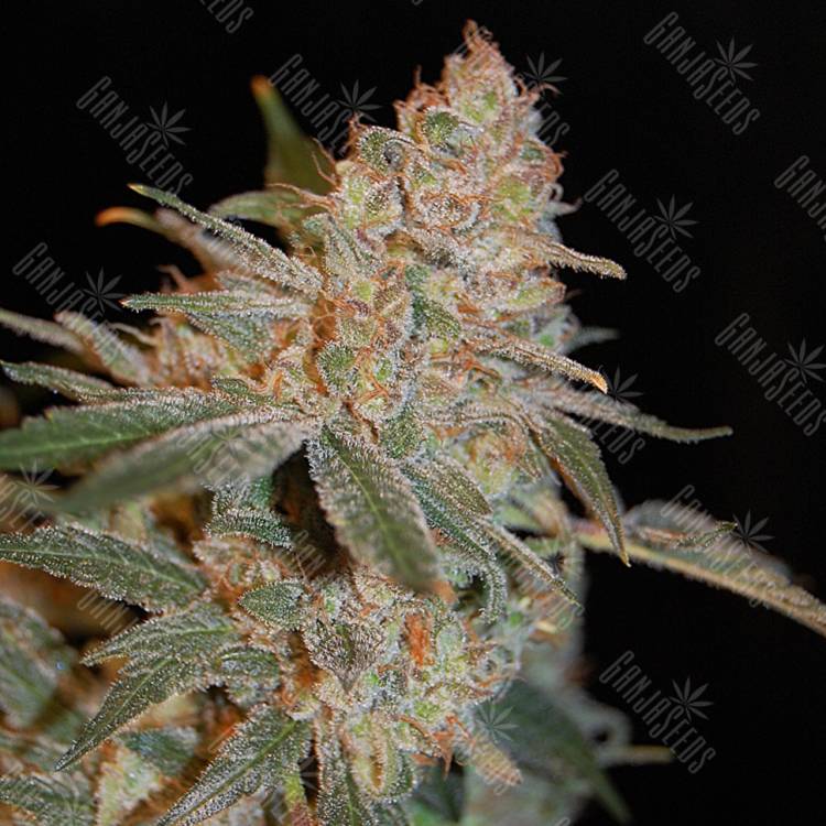 конопля семена сорта заказать Black Diesel feminised Advanced Seeds конопля семена сорта заказать Black Diesel feminised Advanced Seeds