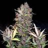 семена конопли наложенным платежом Auto Purple Ryder feminised Doctors Choice