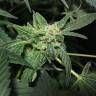 семена конопли гидропоники Royal Highness CBD feminised Royal Queen семена конопли гидропоники Royal Highness CBD feminised Royal Queen