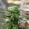 семена индийской конопли Royal Highness CBD feminised Royal Queen семена индийской конопли Royal Highness CBD feminised Royal Queen