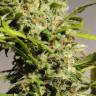 семена конопли дешево Sweet Tai feminised Sweet Seeds семена конопли дешево Sweet Tai feminised Sweet Seeds