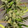 семена конопли в фирменной упаковке Sweet Tai feminised Sweet Seeds семена конопли в фирменной упаковке Sweet Tai feminised Sweet Seeds