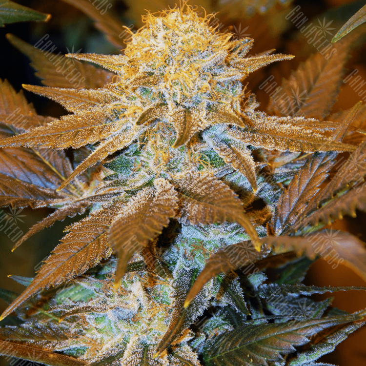 мощные сорта конопли Critical Plus feminised мощные сорта конопли Critical Plus feminised