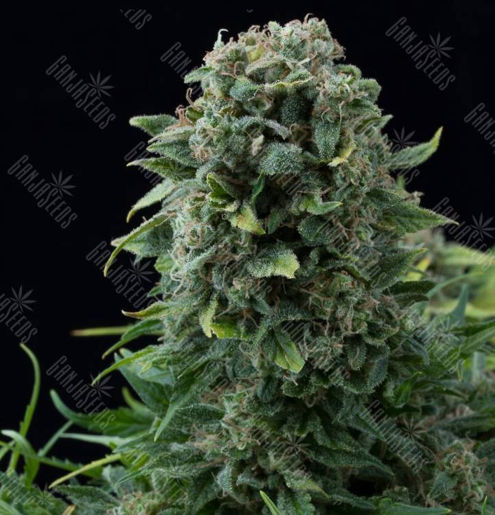 Mama Mia feminised Ganja Seeds Mama Mia feminised Ganja Seeds