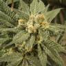 Critical Kush feminised Dinafem Seeds