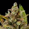 Critical Kush feminised Dinafem Seeds