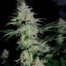 семена конопли в интернете Auto Becket Ata feminised Bang Seeds