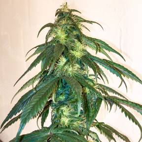 Mama Mia regular Ganja Seeds
