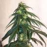семена конопли в оригинальных упаковках Mama Mia regular Ganja Seeds семена конопли в оригинальных упаковках Mama Mia regular Ganja Seeds