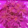 семена конопли индика Bubba Kush regular Humboldt Seeds семена конопли индика Bubba Kush regular Humboldt Seeds
