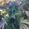 заказать качественные семена конопли Kaya Gold feminised Nirvana Seeds