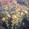 заказать на сайте семена конопли Kaya Gold feminised Nirvana Seeds