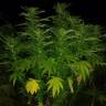 где можно заказать семена конопли Kaya Gold feminised Nirvana Seeds