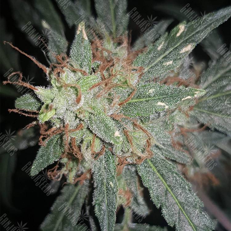 семена конопли для посадки купить Auto Cheesy feminised Philosopher Seeds семена конопли для посадки купить Auto Cheesy feminised Philosopher Seeds